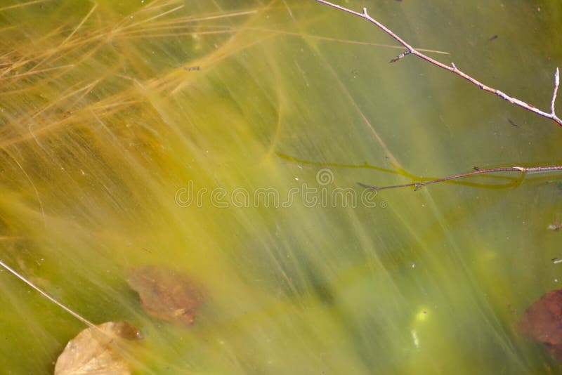 Yellow slime on the water stock photo. Image of landscape 113323204