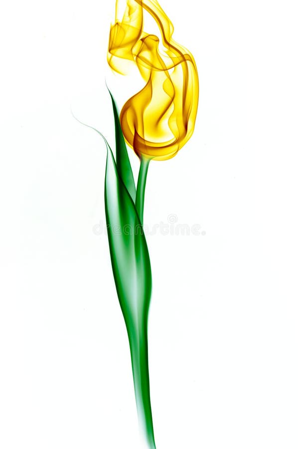 Yellow smoke tulip