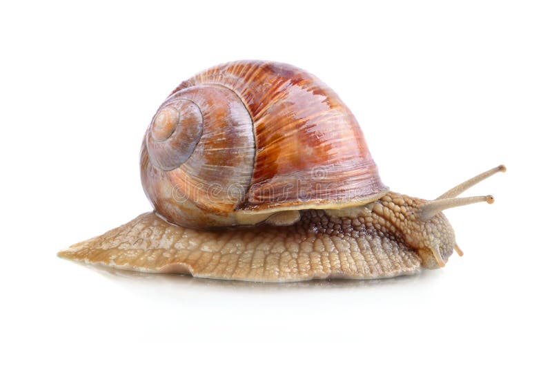 Yellow snail stock photos
