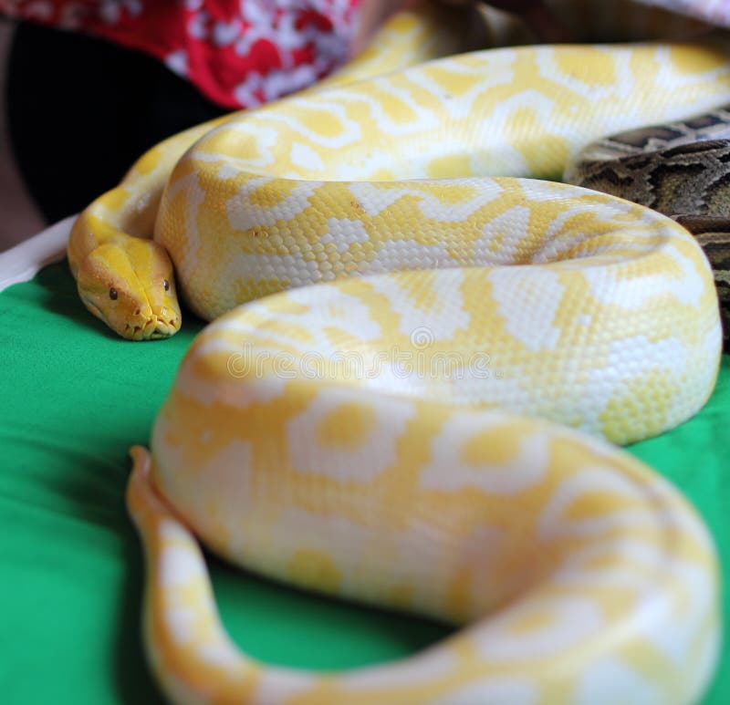 Yellow Snake Photo 43441157 