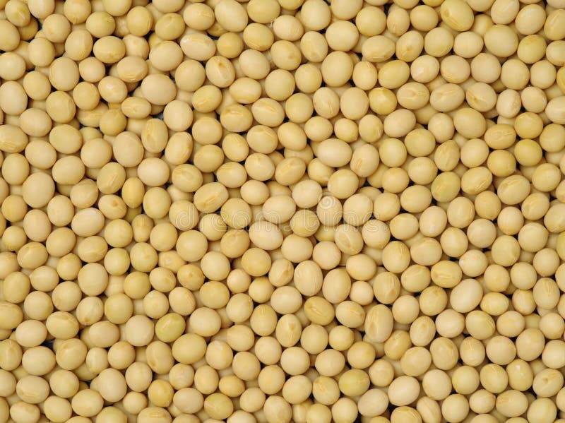 Soybean, Yellow Bean stock photo. Image of bowl, vegetable 109989444