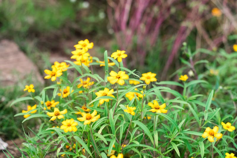 Spanish Needle Flowers in the Garden Stock Photo Image of flower