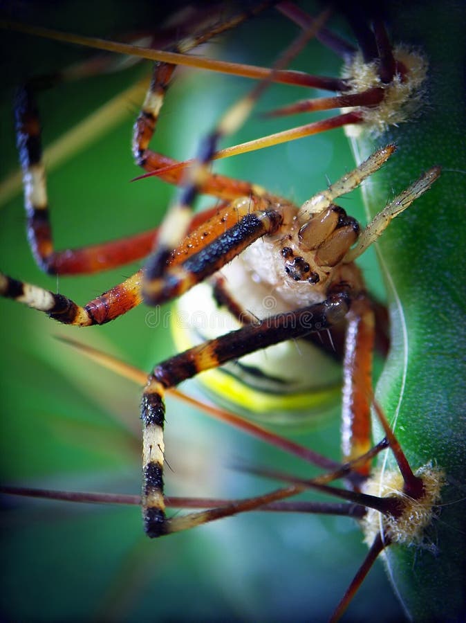 Yellow spider (Argiope bruennichi) and cactus. Yellow spider (Argiope bruennichi) is sitting on the cactus royalty free stock photo Yellow spider (Argiope bruennichi) and cactus. Yellow spider (Argiope bruennichi) is sitting on the cactus royalty free stock photo