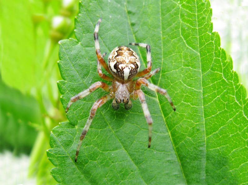 Yellow spider on the leaf stock image. Image of wild 12395613