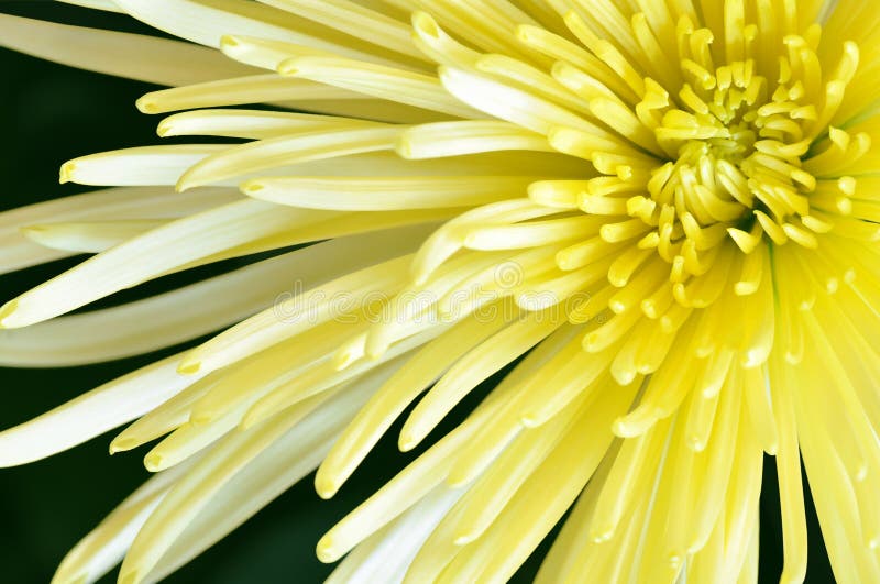 Yellow Spider Mum stock photo. Image of garden, beauty - 17668546