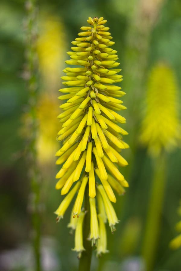 Yellow spiky flowers stock photo. Image of beautiful 14588878