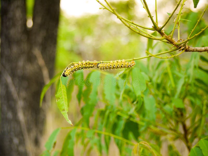 Yellow spined caterpillars stock image. Image of caterpillars 42684029