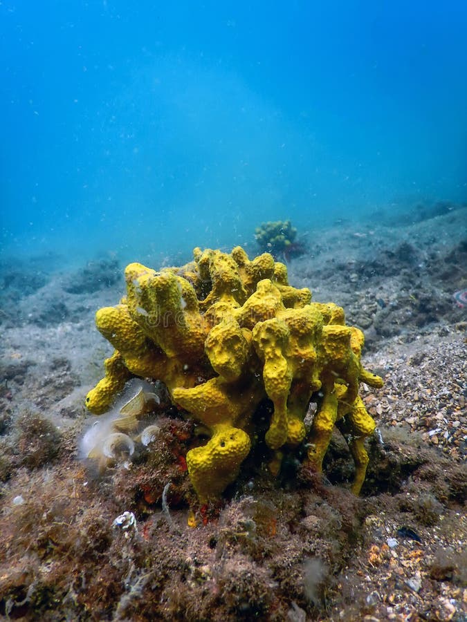 Yellow Sea Sponge, Bottom of Tropical Sea, Underwater Stock Image