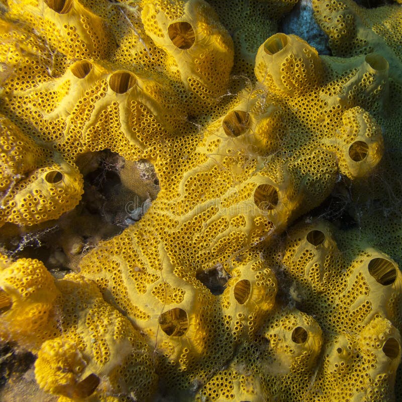 Yellow Sponge on Bottom of Tropical Seaa, Underwater Stock Photo Image of aquatic, ecosystem