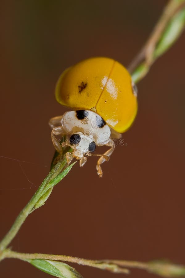 Yellow, spotless ladybird stock image. Image of wilderness 10510951