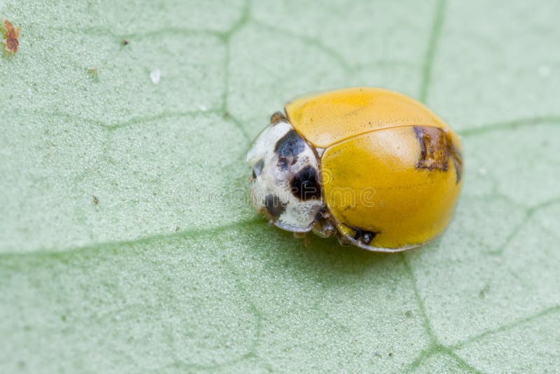 Yellow spotless ladybird stock image. Image of garden 19832261