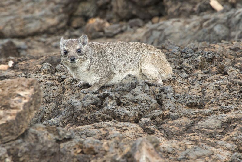 Yellow-spotted rock hyrax, Heterohyrax brucei, between rocks in Tsavo West National Park. royalty free stock photography Yellow-spotted rock hyrax, Heterohyrax brucei, between rocks in Tsavo West National Park. royalty free stock photography