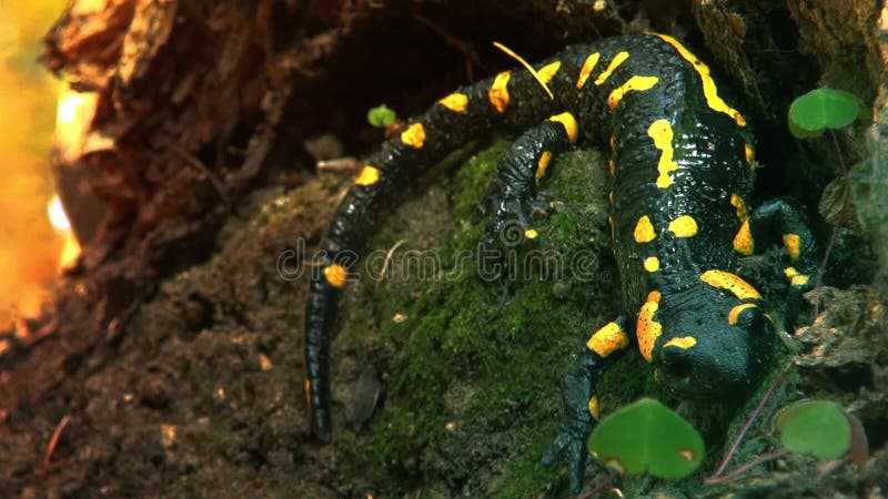 Yellow spotted salamander in the wild forest, real time