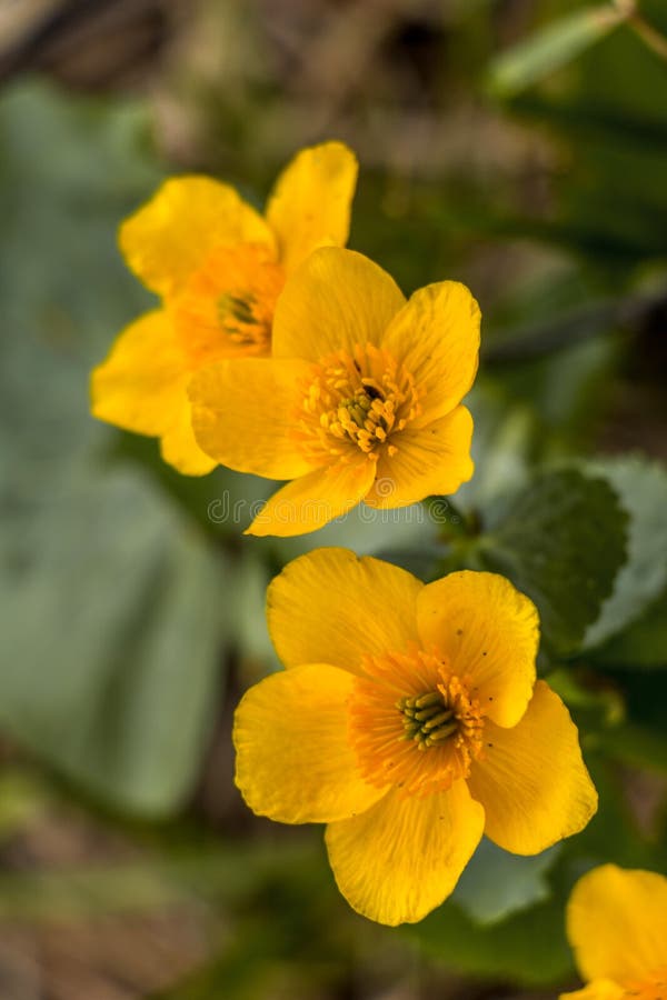 yellow flower buttercup yellow flower buttercup