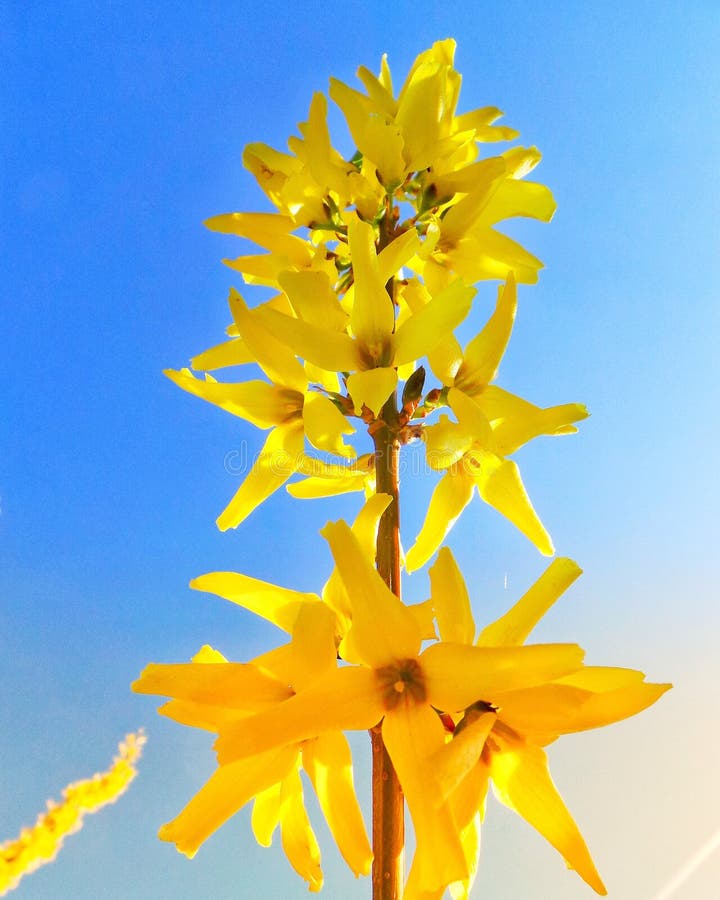 Yellow Spring Flower Blossoms Blue Sky Close Up Stock Image - Image of ...