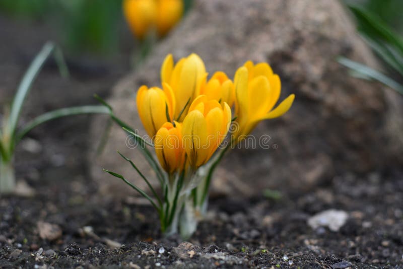 Yellow Spring Flower Crocus in the Garden on a Stone Background. Stock