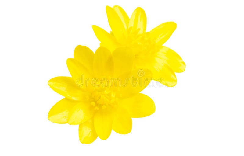 Yellow Spring Flower Isolated Stock Photo Image of flowers, bloom