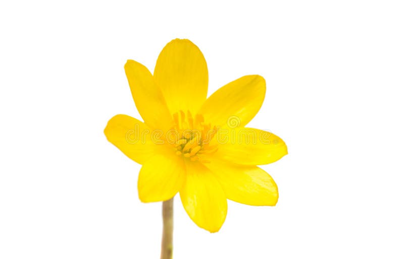 Yellow Spring Flower Isolated Stock Image Image of white, blossom