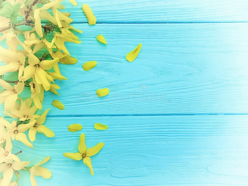 Yellow spring flowers blue wooden background seasonal border. Yellow spring flowers blue wooden background seasonal border