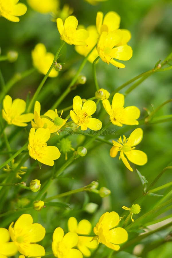 Yellow Spring Flowers Buttercup Background Stock Image Image of