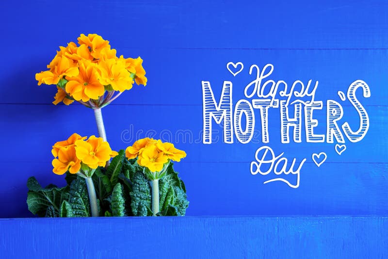 English Calligraphy Happy Mothers Day. Yellow Beautiful Spring Flowers. Blue Wooden Background. English Calligraphy Happy Mothers Day. Yellow Beautiful Spring Flowers. Blue Wooden Background