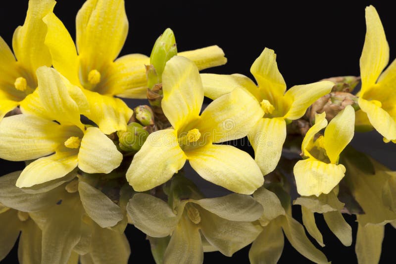 Yellow spring flowers of Forsythia isolated on black background