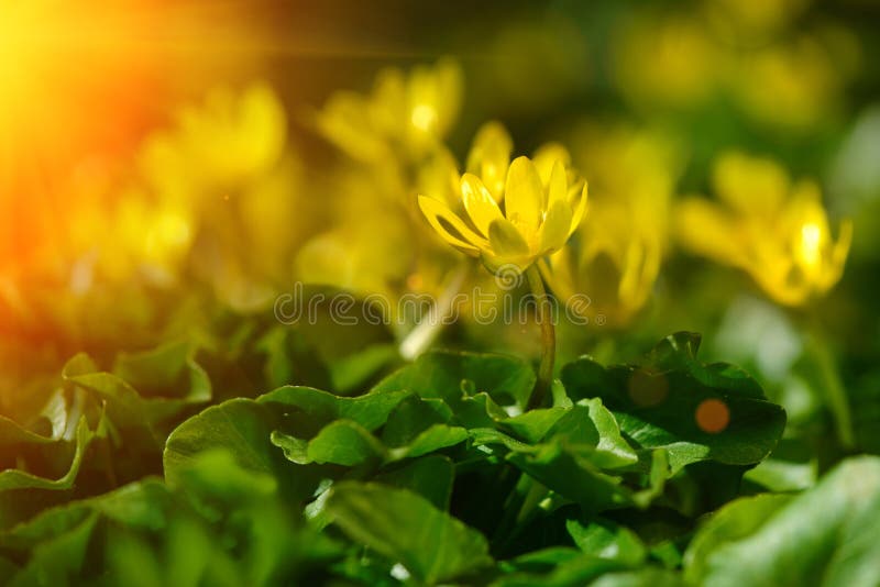 Yellow Spring Flowers in the Garden with Bee, Soft Focus Stock Image ...