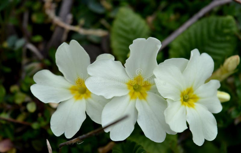 Yellow spring flowers stock image. Image of yellow, nature 112391107