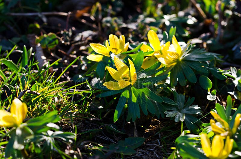 Yellow spring flowers stock image. Image of shot, aconite - 38666465