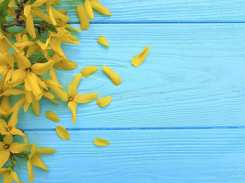 Yellow spring flowers blue wooden background seasonal. Yellow spring flowers blue wooden background seasonal