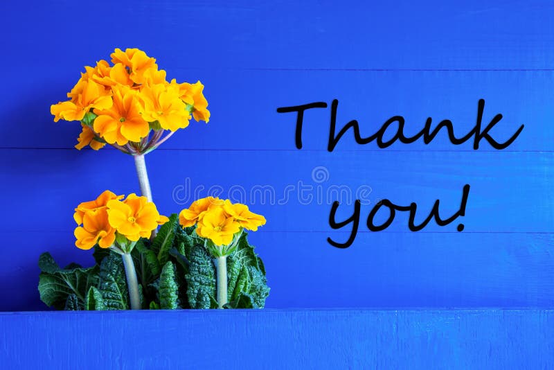 Yellow Spring Flowers, Text Thank You, Blue Background Stock Photo - Image  of yellow, gratitude: 174275780