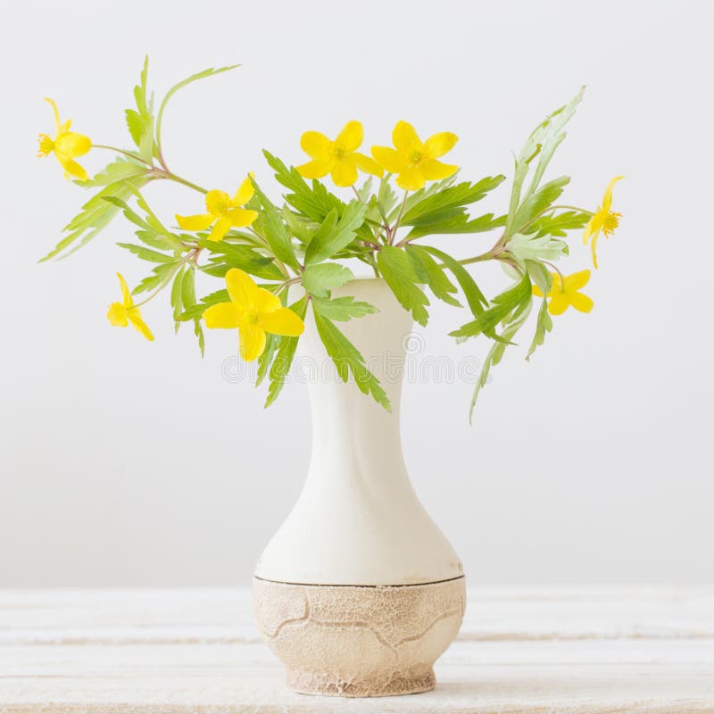 Yellow Spring Flowers in Vase on White Background Stock Image Image