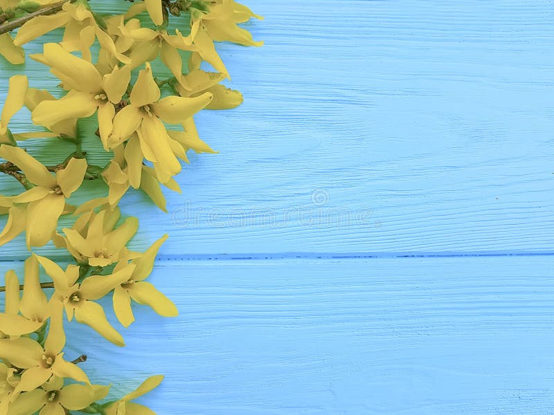 Yellow spring flowers blue wooden background seasonal border vintage. Yellow spring flowers blue wooden background seasonal border vintage