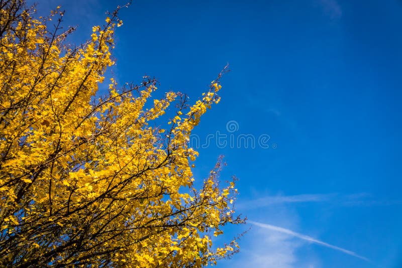 Yellow spring stock image. Image of growth, countryside 62612169