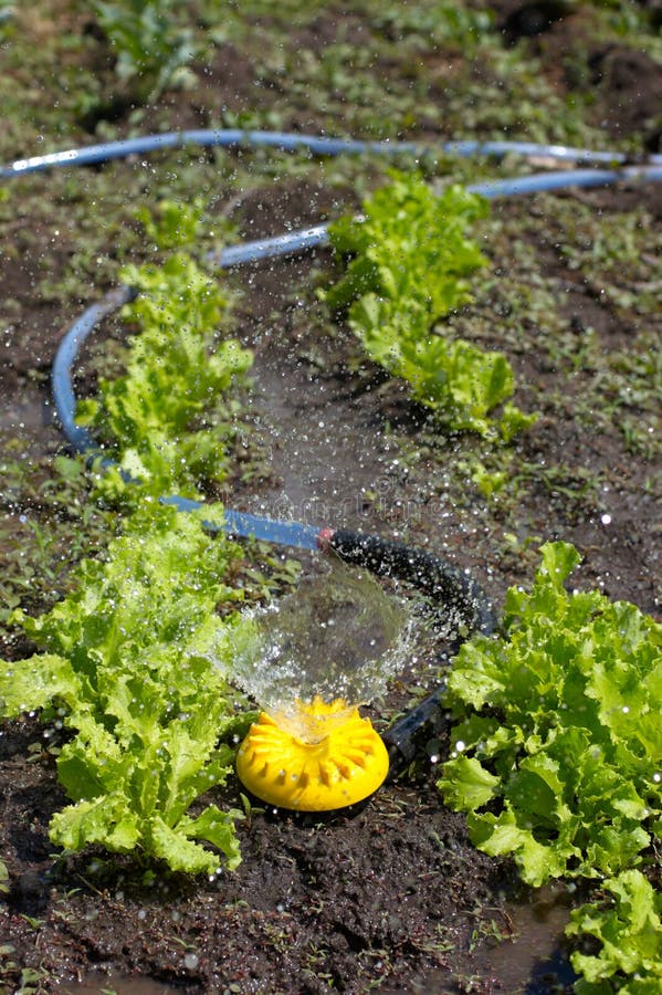 Yellow Sprinkler Watering Fresh Lettuce Stock Image Image of spray