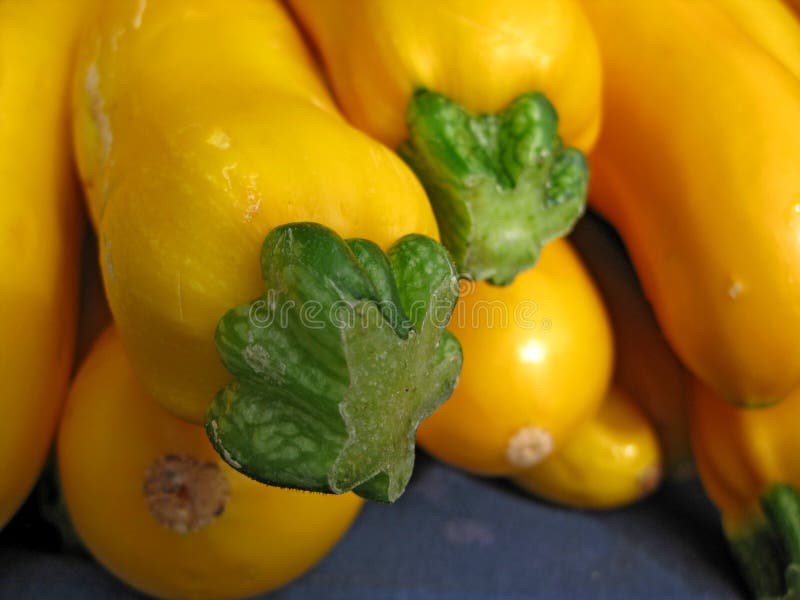 Yellow Squash stock image. Image of vegetables, harvest 13350113