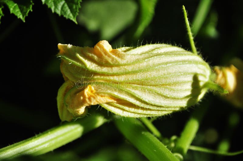 Yellow Squash (Cucurbita Maxima) Flower in Closeup Stock Image Image