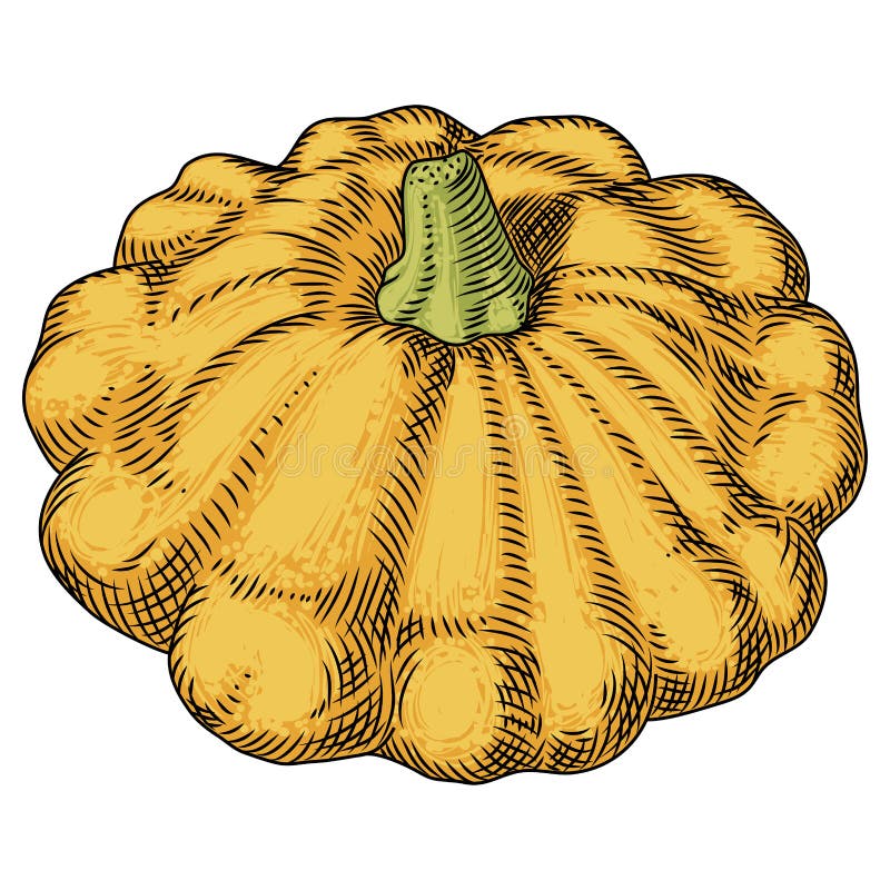 Yellow Squash On White Background. Detailed Drawing By Hand Stock