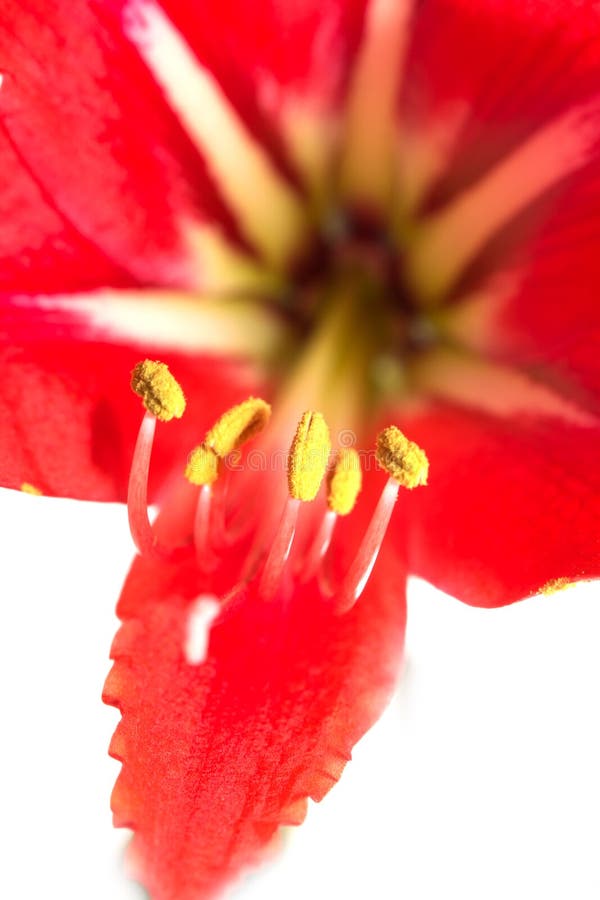 Yellow stamens red flower stock image. Image of bright 64429357