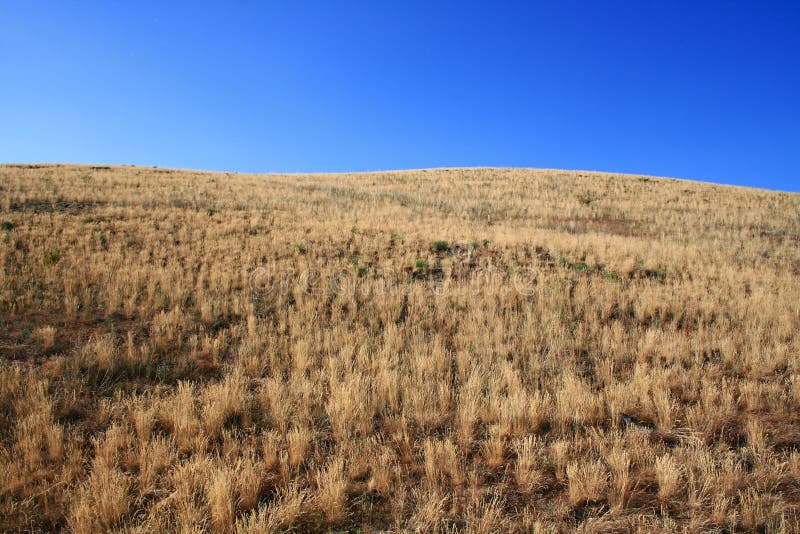 Yellow steppe stock image. Image of park, scenics, plain 15601311