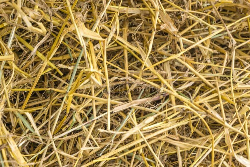 Yellow Straw Background Texture, Thatch Heap, Dried Grass Texture, Hay Stock Photo Image of