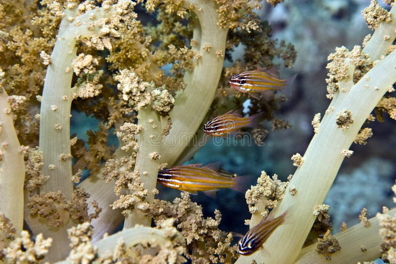 Yellow-striped cardinalfish ( apogon cyanosoma)