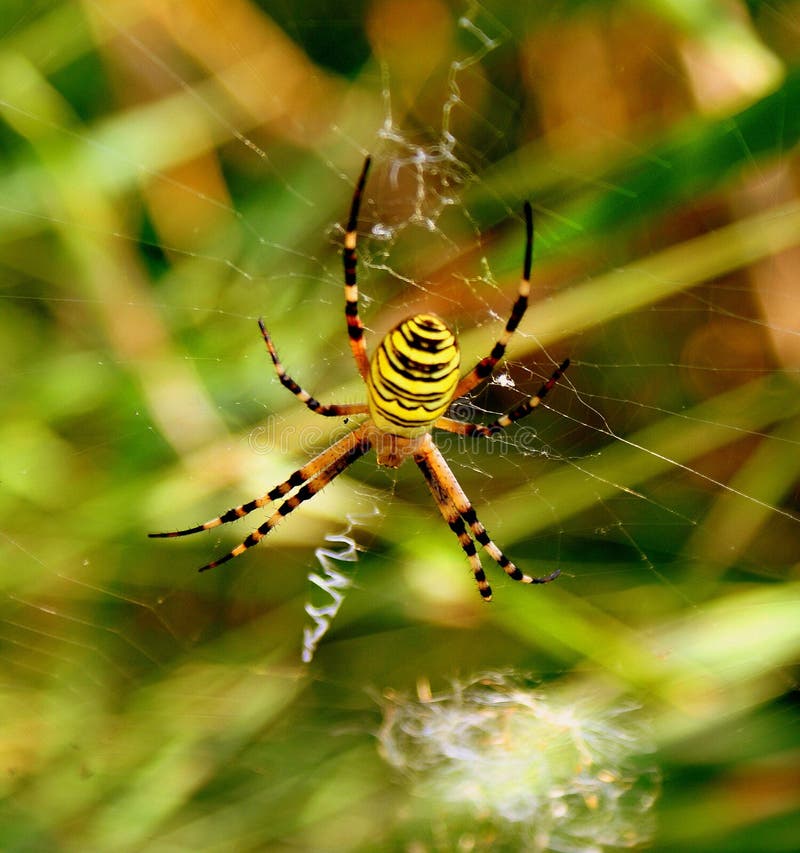 Yellow striped spider stock image. Image of spider, predator 6296609