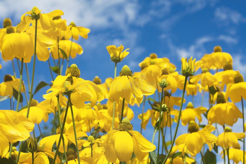 Red and Yellow Summer Rowan Berries with Leaves Under Direct Sunlight on Tree Stock Image
