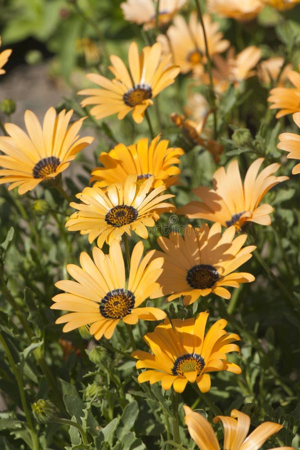 Yellow summer flowers stock photo. Image of beautiful 25912586