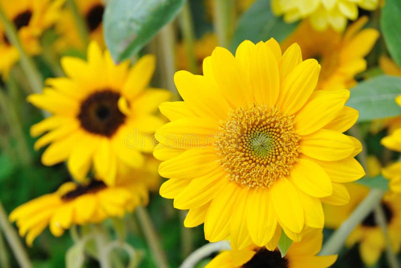 Yellow sunflower stock photo. Image of fresh, plant, petal 12713506