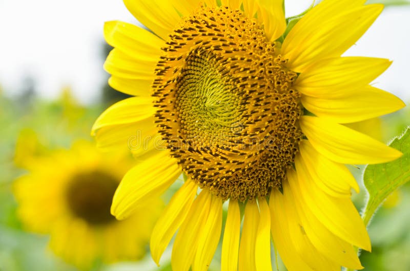 Yellow sunflower stock image. Image of helianthus, season 28260445
