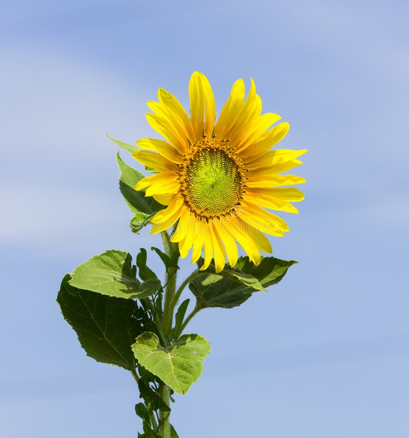Yellow Sunflower Against a Blue Sky Stock Image Image of nature
