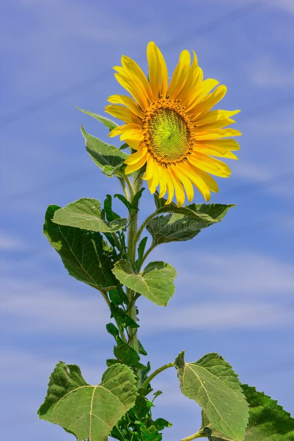 Yellow Sunflower Against a Blue Sky Stock Photo Image of meadow