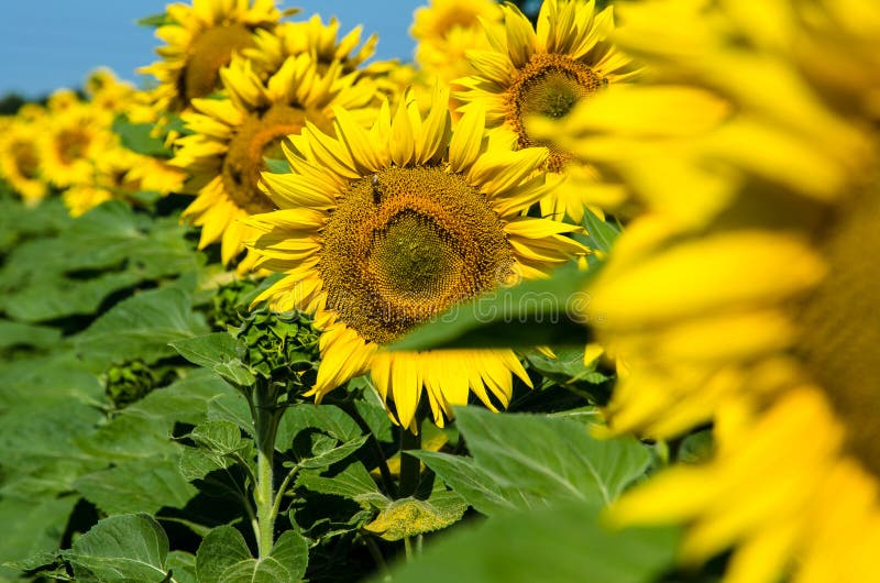 Yellow sunflower stock photo. Image of yellow, horizontal 91817032